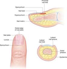 nail disorders and systemic disease what the nails tell us