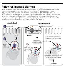 Image result for Rotavirus