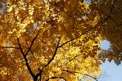 Uswildflowers database state list for massachusetts. Trees Of Massachusetts Inaturalist