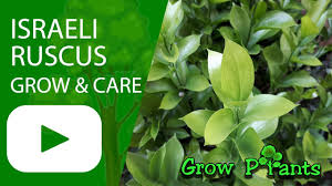 We did not find results for: Israeli Ruscus Grow Care Butcher S Broom Youtube