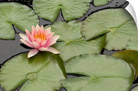 Floating Water Lily Flower And Lily Pads Nymphaea Species Lily Pads Lily Flower Water Lily