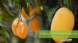 Mango trees grow easily from seed. Causes Of Fruit Drop In Mango Tree Technology Times
