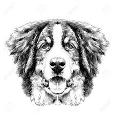 The Dog Head Is Symmetrical Front The Bernese Mountain Dog Sketch Royalty Free Cliparts Vectors And Stock Illustration Image 82986216 Many 18th century paintings show dogs that look like a bernese type dog. the dog head is symmetrical front the bernese mountain dog sketch