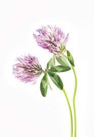 Red Clover On A White Background By Paul Cullen Clover Painting Flower Drawing Flower Painting