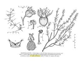 Image result for Vahlia dichotoma