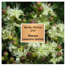 Image result for Lawsonia inermis