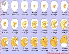 19 Best Hatching Chicks Images Life Cycles Kindergarten