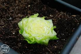 Check spelling or type a new query. How To Grow Vegetables From Store Bought Vegetable Scraps