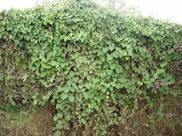 Image result for Cissampelos torulosa