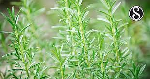 Image result for Oncinotis tenuiloba