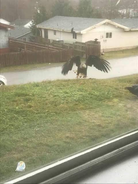 Giant Eagle captured in Bro&hellip; see more..