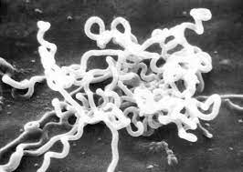 St Louis County Syphilis Rates Continue To Rise With Highest Jump In 5 Years St Louis Public Radio