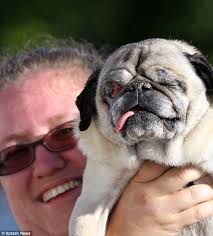 Check spelling or type a new query. Yoda Ugliest Dog Chinese Crested Chihuahua Mix Wins Title Daily Mail Online