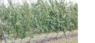 Maybe you would like to learn more about one of these? New Varieties Consumer Demand Shaping Tree Fruit Trends Fruit Growers News