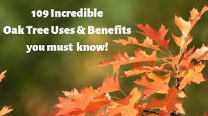 Maybe you would like to learn more about one of these? 109 Incredible Oak Trees Uses Benefits You Probably Didn T Know