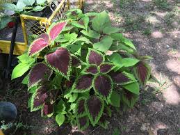Image result for Coleus shirensis