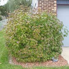 This american species (viburnum opulus var. Viburnum Trilobum Compactum Naturehills Com