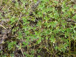 Image result for Marsileaceae