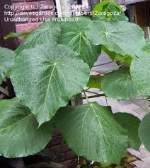 Image result for Macaranga schweinfurthii