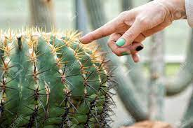 How to get cactus fast: Woman Finger With Green Nail Polish Touching Cactus Thorn Danger Stock Photo Picture And Royalty Free Image Image 77302081