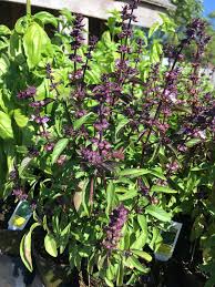 Image result for Ocimum angustifolium