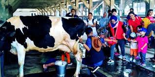 Di tempat wisata di puncak yang satu ini, kamu bisa menikmati indahnya keragaman hewan khas indonesia. Sentulfresh Edufarm Program Wisata Edukasi Tk Dan Sd