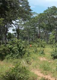 Image result for Schrebera trichoclada