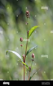 Image result for Persicaria lapathifolia