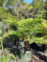 Image result for Cyathea thomsonii
