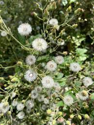 Image result for Pseudoconyza viscosa