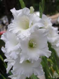 Gladiolus Beauties Gladiolus Flower Beauty White Flowers