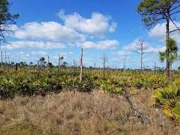 Location:near estero, between fort myers and naples. Estero Bay Preserve State Park Florida Beliebte Routen Alltrails