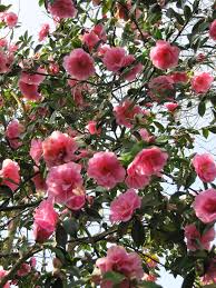 Camellia X Williamsii Brigadoon Beautiful Flowers Spring Day Flowers