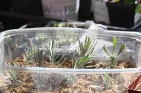 Image result for lavender cuttings