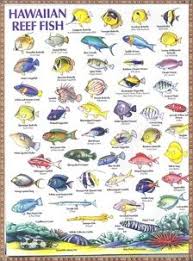 60 Best Fish Ive Seen Snorkeling Images Fish Snorkeling