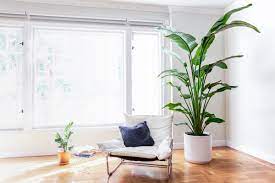 Large Bird Of Paradise Birds Of Paradise Plant Birds Of Paradise Paradise Plant
