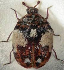 Image result for dermestidae