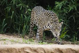 However, it is the female who rears the young on her own. Jaguar Facts Jaguars Vs Leopards