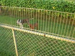 With consistent training and environmental precautions, you can put an end to the. Introducing Climb Stopper Pet Supplies Dig Defence Stop Dogs From Digging Under The Fence Pet Supplies Pets Dog Pen