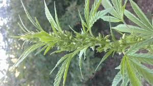 Recuperer Thc Male Produits Derives Du Cannabis Cannaweed