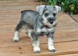 Four females and one male! Emmit Deposit Received Miniature Schnauzer Puppy For Sale In Denver Pa Happy Valentines Day Happyvalentinesday2016i