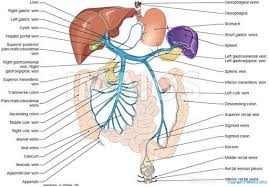 Abdomen And Digestive System Anatomical Illustrations Diagnostic Medical Sonography Anatomy Lymphatic Massage