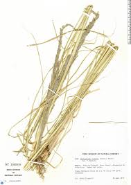 Image result for Hyperthelia dissoluta