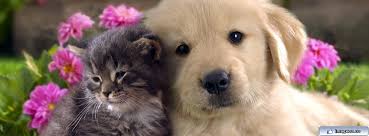 Resultado de imagem para imagens para capa do facebook feminino