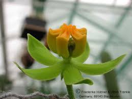 Image result for Stathmostelma