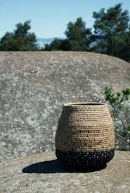 Image result for Coleochloa setifera