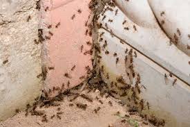 A flying ant infestation can feel like an alien invasion in your home. Giant Swarm Of Flying Ants Spotted On Met Office Radar As July Heatwave Begins Mirror Online