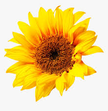 Check spelling or type a new query. Sunflower Png Aesthetic Sun Flower Transparent Png Kindpng