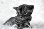 Melanistic/Solid/Charcoal - Bengal kittens for sale in ...