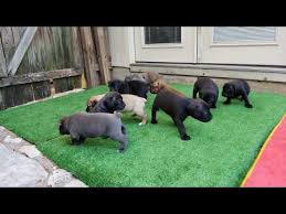 That rare type of fur color existed at the very beginning of cane corso dog breed. Cane Corso 101dogbreeds Com